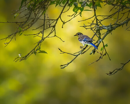 Juvenile Eastern Bluebird perched among delicate tree branches, highlighted by vibrant blue feathers and a soft golden-green background in a peaceful woodland setting.