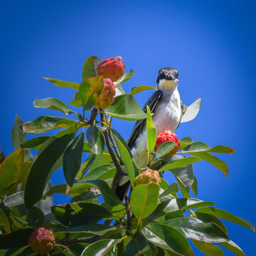 Eastern Kingbird perched among glossy green leaves and colorful flower buds beneath a brilliant blue sky, showcasing its distinctive black-and-white plumage in natural sunlight.