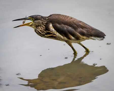 Chinese Pond Heron wading in shallow water while capturing a small fish, showcasing hunting behavior and a clear reflection in a calm wetland environment.