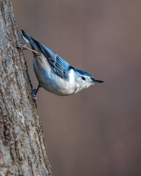 A small bird with blue and white plumage clings sideways to the rough bark of a tree, displaying its agility and balance. The background is softly blurred, highlighting the bird's delicate features.