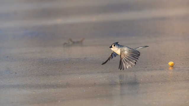 A small bird is captured mid-flight over a smooth, icy surface, with a blurred reflection beneath. The scene is calm and serene, with a hint of natural beauty emphasized by minimalistic background