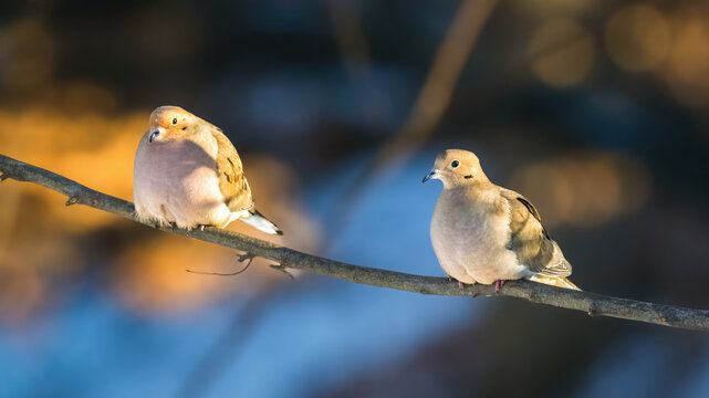 Two doves perch side by side on a slender branch, both illuminated by warm, golden sunlight. The background features out-of-focus blend of blues and oranges, creating a serene and peaceful setting.