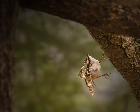 A small bird clings to the bark of a tree, blending seamlessly with its earthy tones. The background is softly blurred, highlighting the bird's delicate feathers and curved beak.