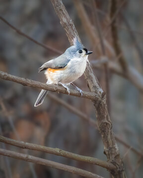 A small bird with gray and orange plumage perches delicately on a slender branch. Its crest adds a unique touch to its appearance, set against a blurred natural background.