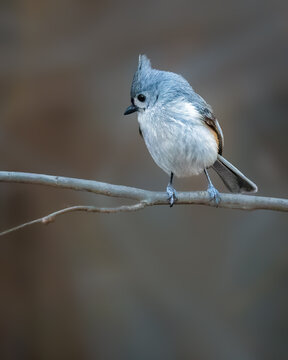 A small bird with a distinctive tuft of feathers on its head is perched delicately on a thin branch. The background is a soft blur, highlighting the bird's soft, light-gray plumage.