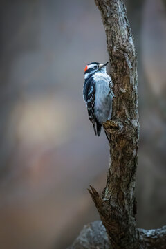 A woodpecker with a striking red patch on its head perches on the side of a tree trunk, showcasing its black-and-white plumage. The background is softly blurred, highlighting the bird.