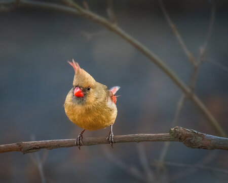 A small bird with a distinctive red crest and beak perches on a thin branch, against a blurred forest background. Its soft yellow-brown plumage contrasts with the cool grey tones of the surroundings.