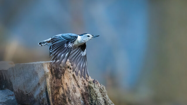 A small bird with black and white plumage is captured mid-flight as it takes off from a tree stump. The background is softly blurred, highlighting the bird's motion and the texture of the wood.