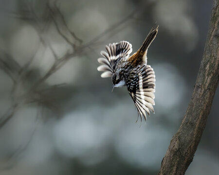 A small bird with striking black and white feathers gracefully flits near a tree branch. The blurred background accentuates the bird's intricate plumage and dynamic movement.