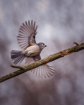 A small bird is captured mid-flight with its wings spread wide as it approaches a thin branch. The background is softly blurred, highlighting the delicate movement and grace of the bird.