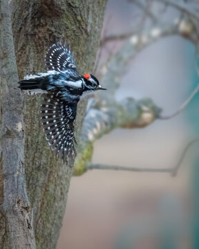 A woodpecker with striking black and white feather patterns and a red head patch is captured mid-flight against a blurred natural background. The bird appears to be gliding past a tree trunk.