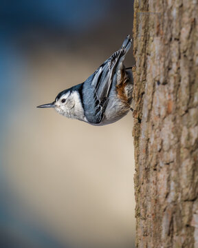 A small bird with a distinctive black cap and white face clings to the side of a tree, showcasing its sharp beak and intricate feather pattern. The background is softly blurred.
