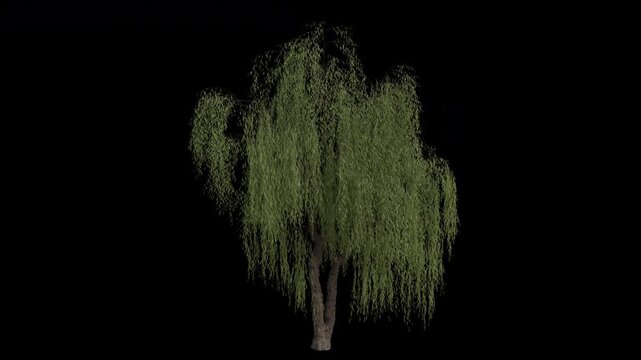 Babylon Weeping Willow Tree Swaying in Wind Loop Animation with Alpha Channel. Wind Blows The Silver Willow Tree. Salix Babylonica Tree Leaves Swaying. Animated Tree Branches Moving in Breeze. Transpa