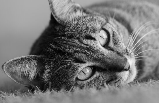 Linda gatinha dom&eacute;stica fotografado no quintal de casa