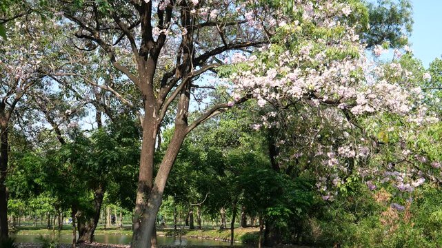 Pink rosy trumpet tree