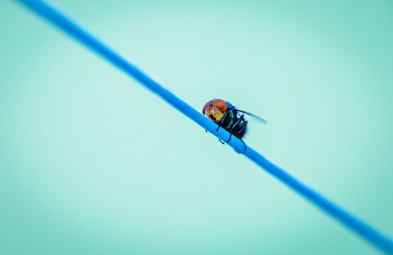 fotografia de uma mosca descansando em varal de roupas