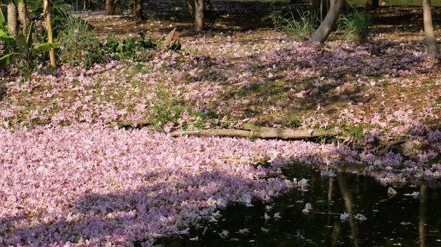 Pink rosy trumpet tree