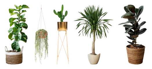 Fototapeta premium Diverse indoor potted plant collection elements isolated on white
