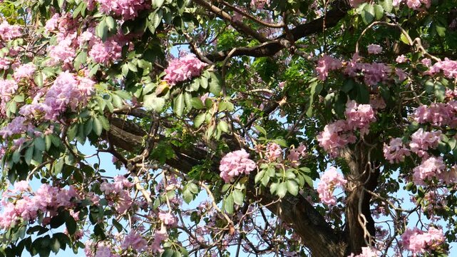 Pink rosy trumpet tree