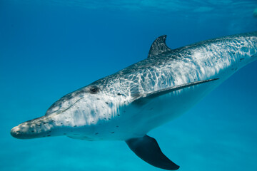 Obraz premium Bottlenose Dolphin swimming near the Bahamas