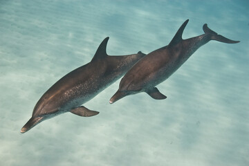 Obraz premium Bottlenose Dolphins swimming near the Bahamas