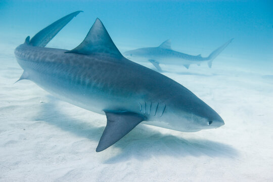 Tiger shark in the Bahamas