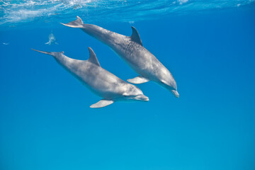 Naklejka premium Bottlenose Dolphins swimming near the Bahamas