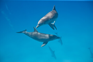 Fototapeta premium Bottlenose Dolphins swimming near the Bahamas