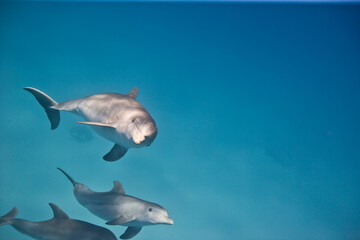 Fototapeta premium Bottlenose Dolphins swimming near the Bahamas