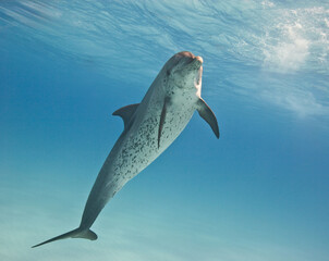 Atlantic spotted dolphin swimming near the Bahamas © willtu