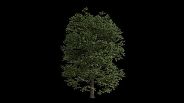 European Lime Tree Swaying in Wind Loop Animation with Alpha Channel. Wind Blows The Common Linden Tree. Tilia Europaea Tree Leaves Swaying. Animated Tree Branches Moving in Breeze. Transparent BG. Lo