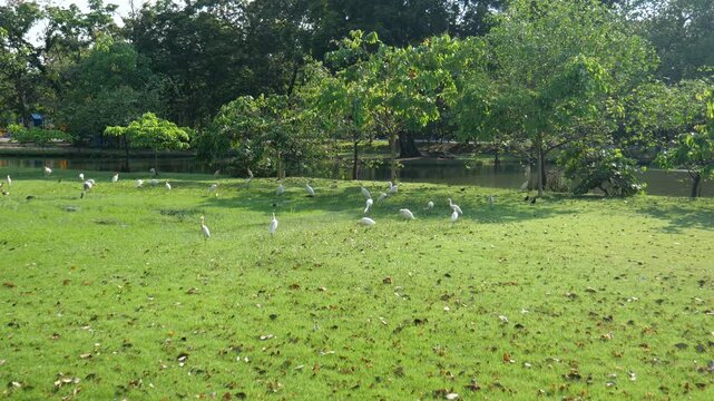 Egrets looking for food 
