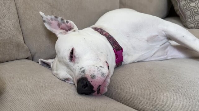 White American Pit Bull Sleeping and waking up on a Couch