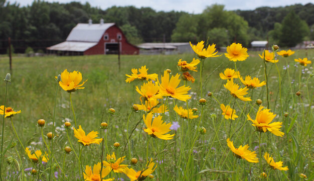 Close up of Wildflowers With Red Barn in Background. Rural East Texas