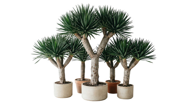 Group of dracaena draco plants in pots isolated on transparent background