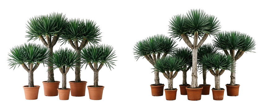 Group of dracaena draco plants in terracotta pots isolated on transparent background
