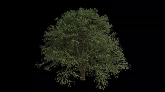 European Lime Tree Swaying in Wind Loop Animation with Alpha Channel. Wind Blows The Common Linden Tree. Tilia Europaea Tree Leaves Swaying. Animated Tree Branches Moving in Breeze. Transparent BG. Lo