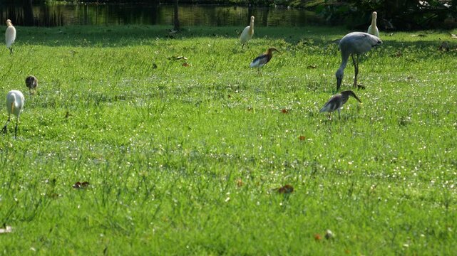 Egrets looking for food 