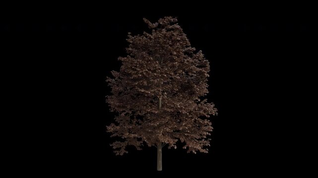 European Lime Tree Swaying in Wind Loop Animation with Alpha Channel. Wind Blows The Common Linden Tree. Tilia Europaea Tree Leaves Swaying. Animated Tree Branches Moving in Breeze. Transparent BG. Lo