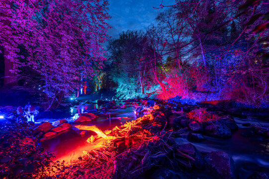 Park Nature trees illuminated at night colorful light play atmosphere