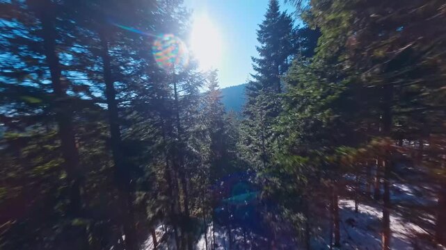 Cinematic Drone Shot Flying Through Winter Pine Fores with Snow