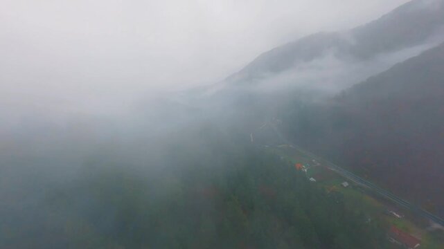 Aerial Shot of Misty Pine Forest Covered in Low Fog Coud