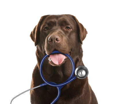 Adorable Labrador Retriever dog with stethoscope on white background