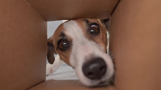 A funny Jack Russell Terrier dog looks into a cardboard box and eats food.