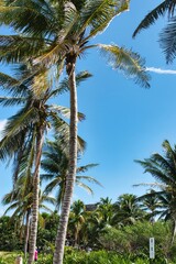 Fototapeta premium A striking serene view of a palm tree with vibrant green leaves against a clear blue sky, capturing the essence of tropical beauty on a hot sunny day. 