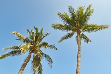 Fototapeta premium A striking serene view of a palm tree with vibrant green leaves against a clear blue sky, capturing the essence of tropical beauty on a hot sunny day. 