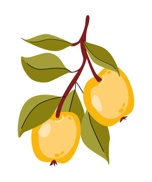 Branch with yellow apples and green leaves. Botanical vector illustration isolated on white. Juicy ripe fruits. Healthy food	