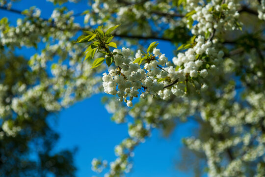 Beautiful branch of blooming cherry tree with lush white flowers against blue sky. Prunus avium in bloom. Spring nature background featuring delicate seasonal blossoms in garden.
