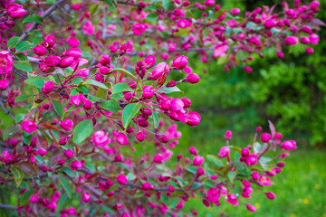 Fototapeta premium Beautiful crabapple branch with bright pink blossoms and buds. Blooming decorative apple tree in spring. Perfect template for your projects.
