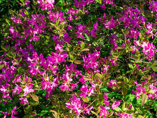 Fototapeta premium Scenic blooming rhododendron camtschaticum bush with vibrant pink flowers in spring. Beautiful pink azalea shrub blossoming in the garden on sunny day. Perfect background for your projects.